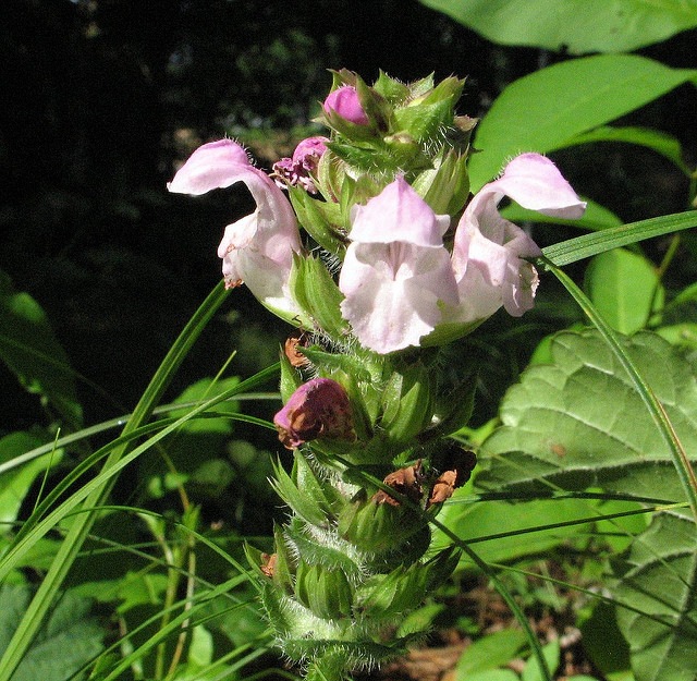 Brunelle à grandes fleurs