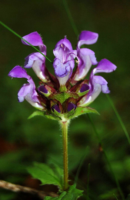 Brunelle à grandes fleurs
