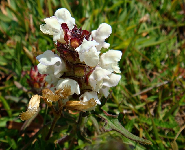 Brunelle blanche