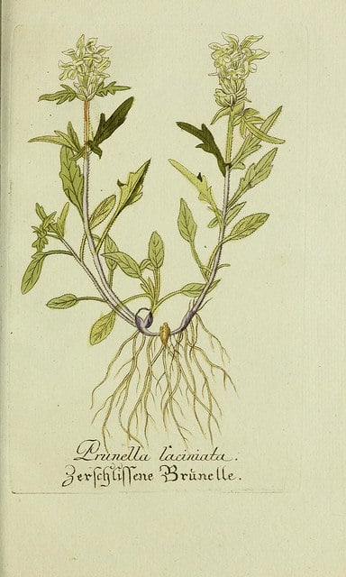 Brunelle blanche