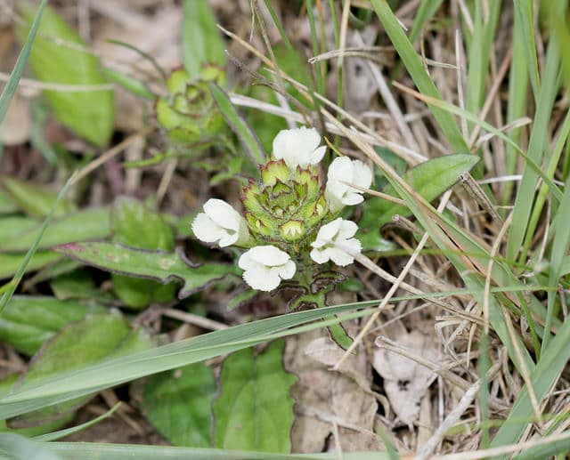 Brunelle blanche