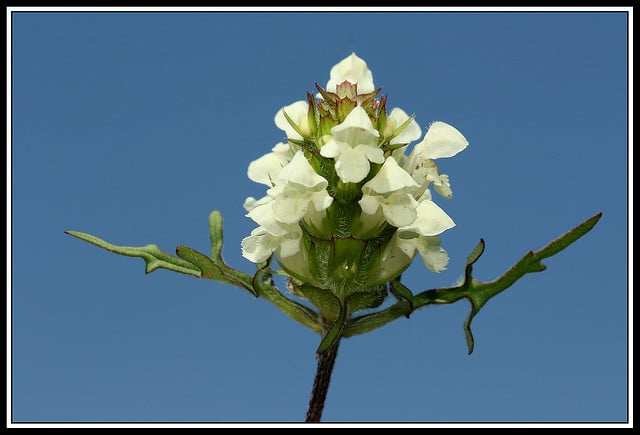 Brunelle blanche