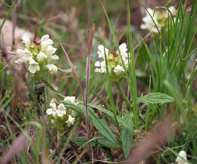 Brunelle blanche