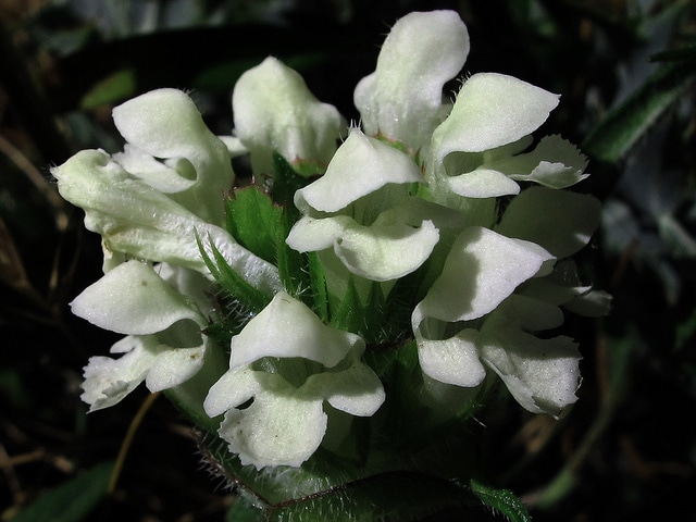 Brunelle blanche (Prunella laciniata)
