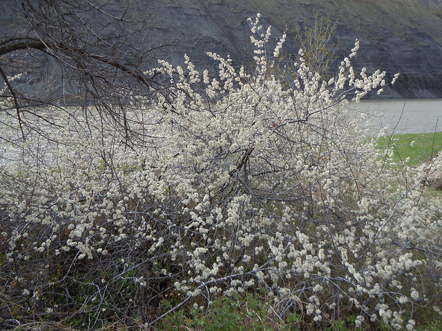Prunier rouge américain (Prunus americana)
