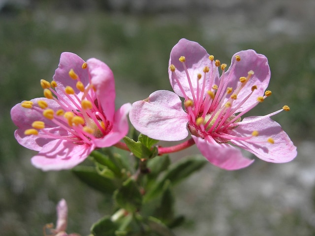 Prunus andersonii