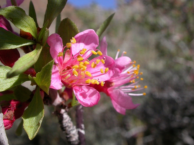 Prunus andersonii