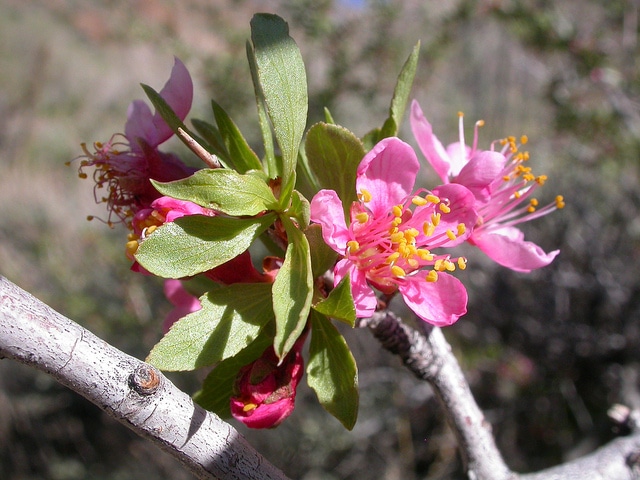 Prunus andersonii