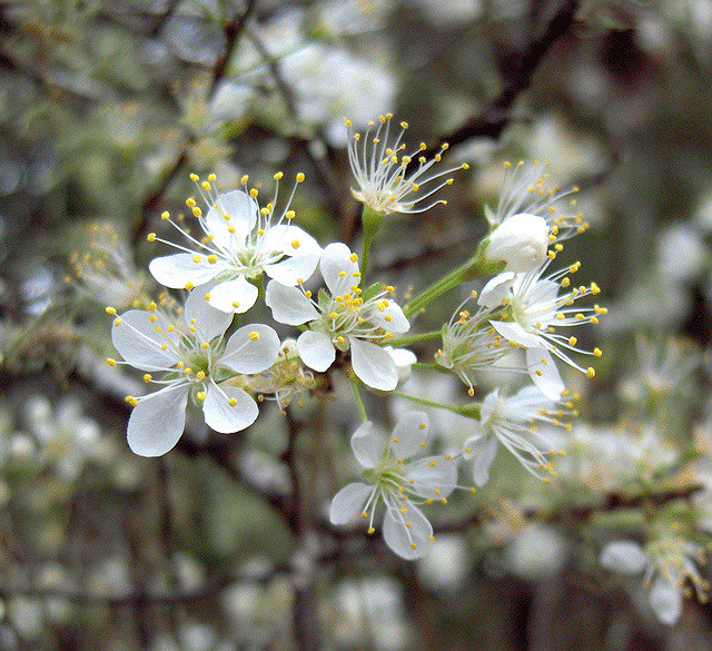 Prunier des chickasaw