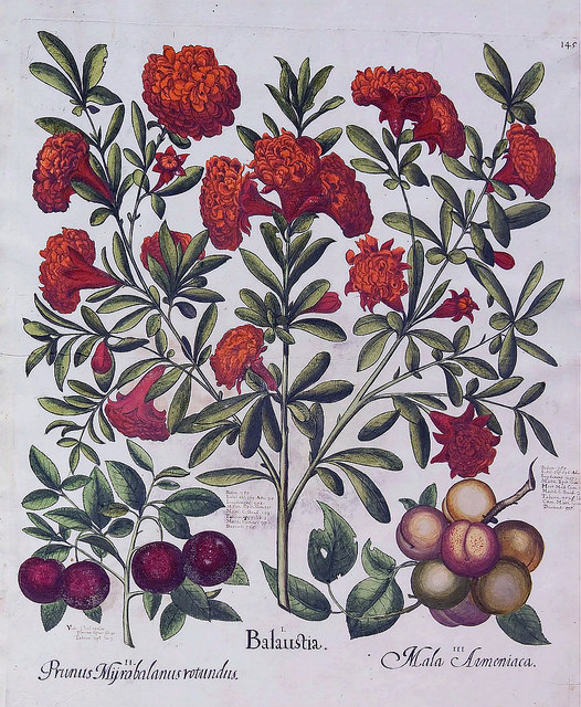 Abricotier
