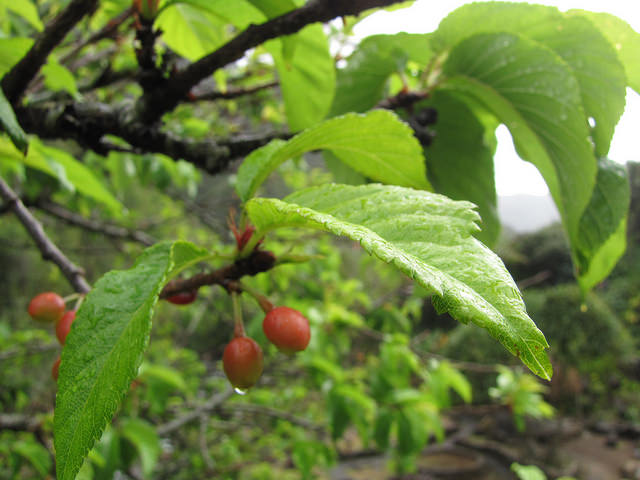 Cerisier de formose