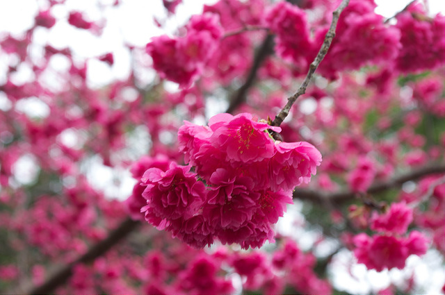Cerisier de formose (Prunus campanulata)