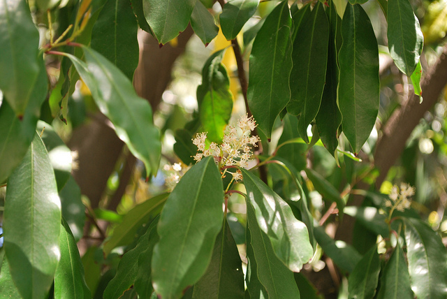 Laurier de caroline (Prunus caroliniana)