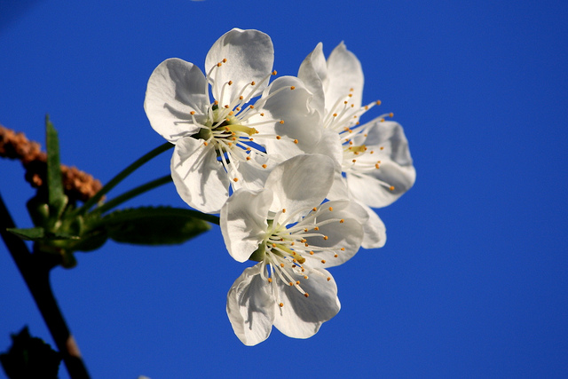 Cerisier acide (Prunus cerasus)