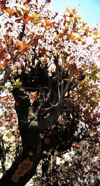 Prunus cocomilia (Prunus cocomilia)