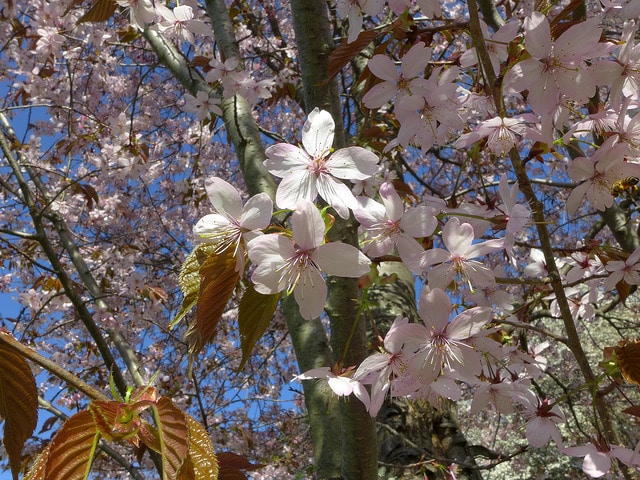 Prunus cyclamina (Prunus cyclamina)