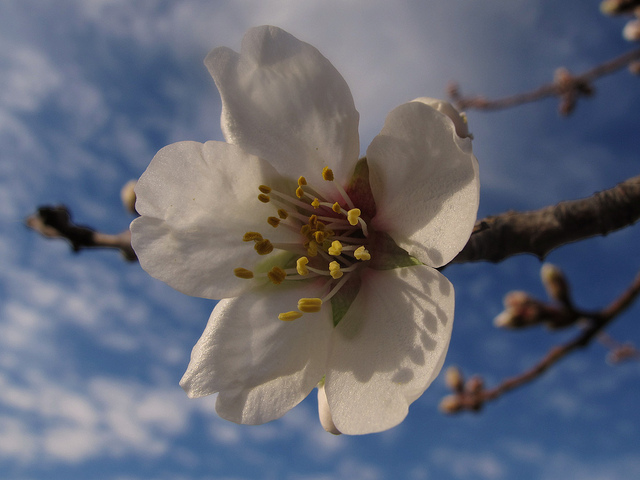 Amandier (Prunus dulcis)