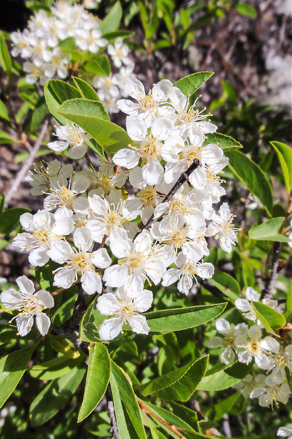 Prunus emarginata
