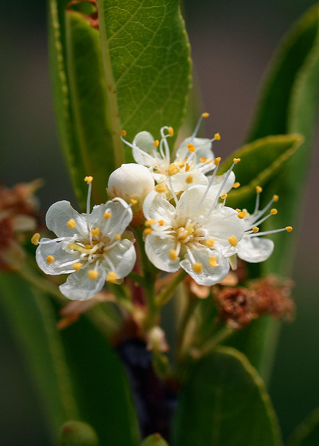 Prunus emarginata