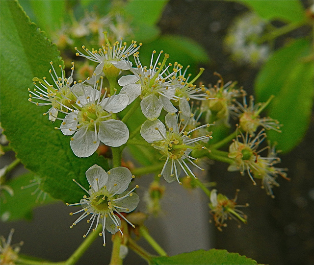 Prunus emarginata