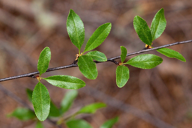 Prunus emarginata