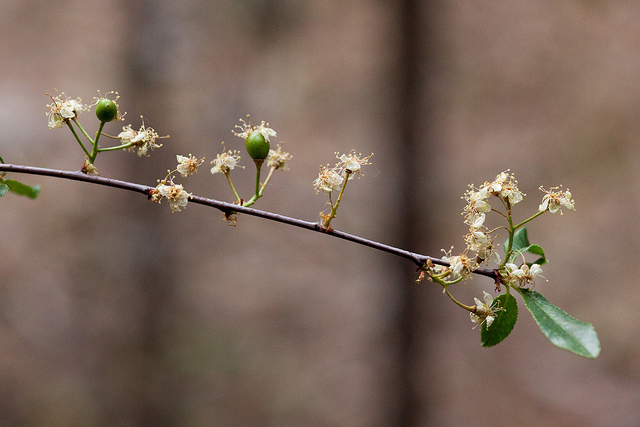 Prunus emarginata
