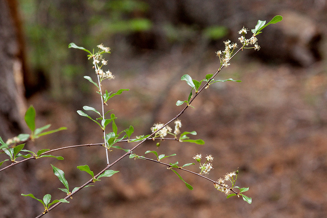Prunus emarginata (Prunus emarginata)