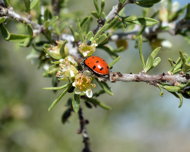 Prunus fasciculata
