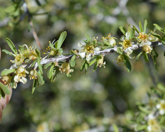 Prunus fasciculata
