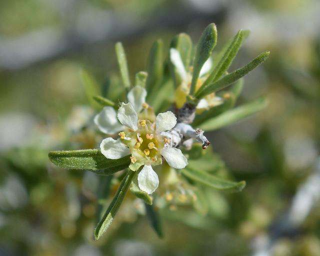 Prunus fasciculata