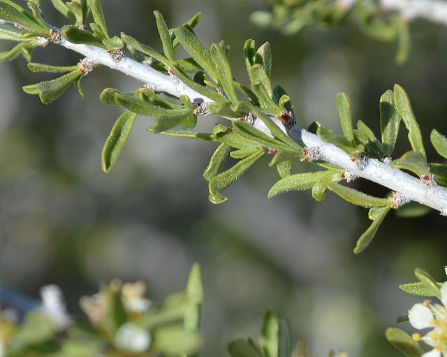 Prunus fasciculata