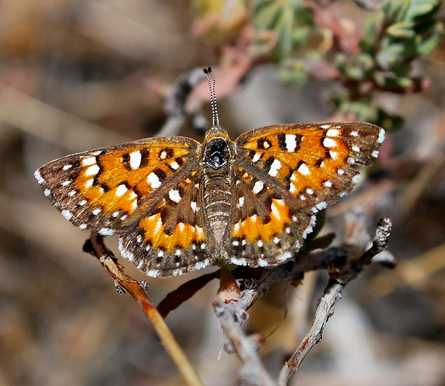 Prunus fasciculata