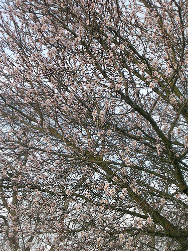 Prunus fenzliana