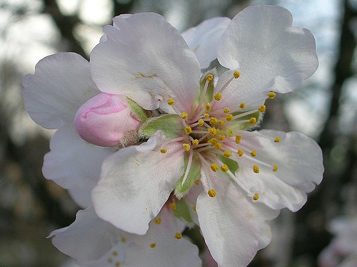 Prunus fenzliana