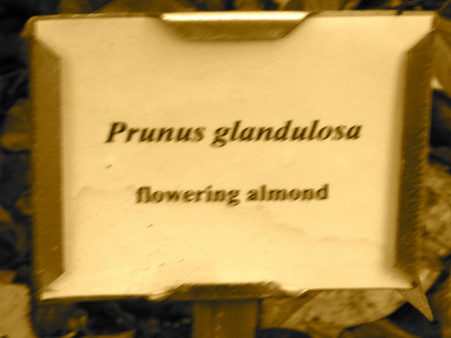 Prunus glandulosa