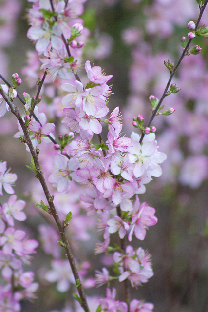 Prunus glandulosa