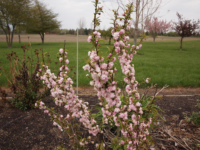 Prunus glandulosa
