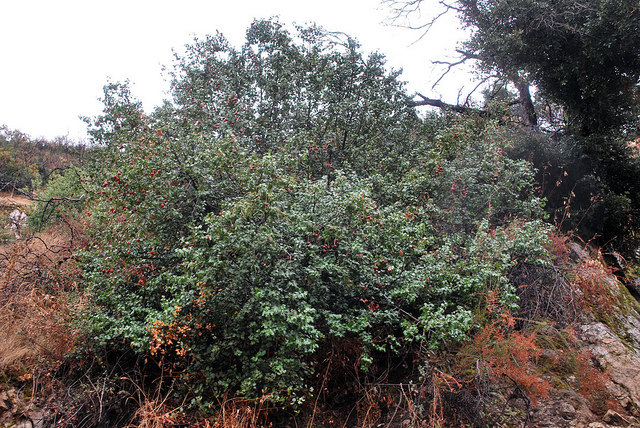 Prunus ilicifolia