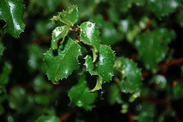 Prunus ilicifolia