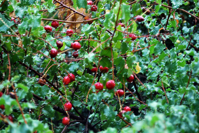 Prunus ilicifolia