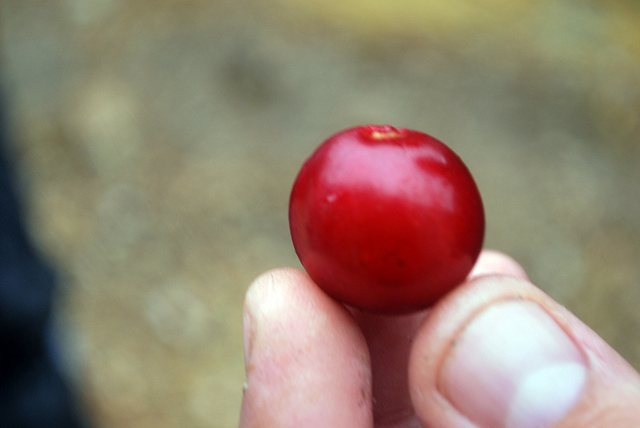 Prunus ilicifolia