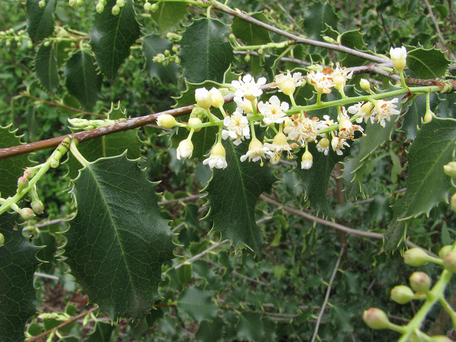 Prunus ilicifolia
