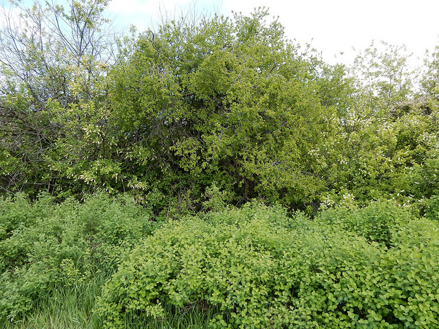 Prunus incana