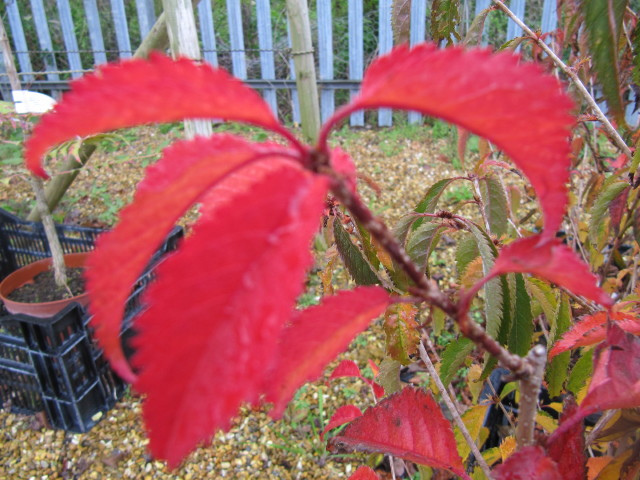 Prunus incana