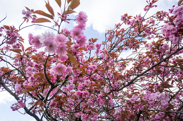 Cerisier à fleurs nain du japon
