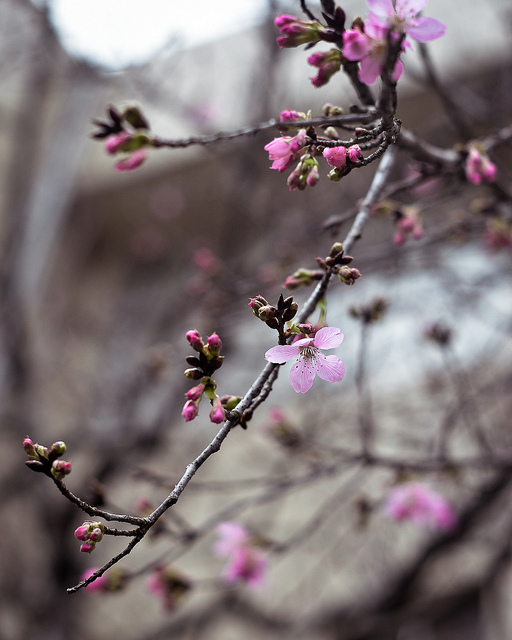 Cerisier à fleurs nain du japon