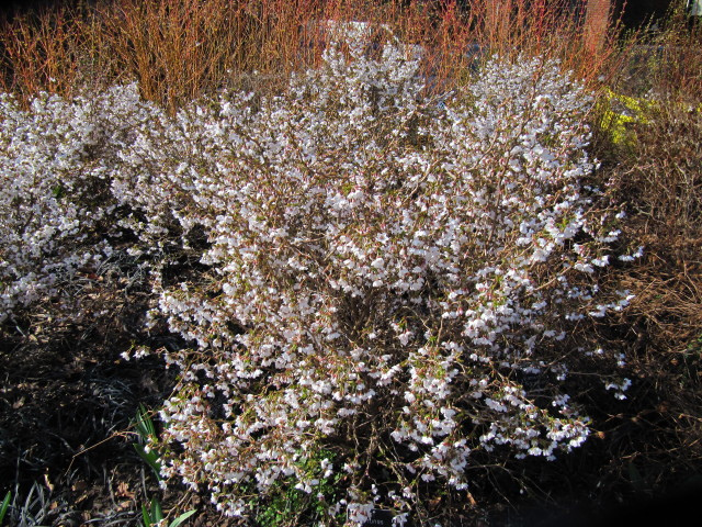 Cerisier à fleurs nain du japon (Prunus incisa)