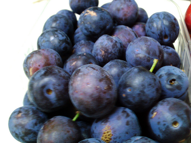 Prunier crèque (Prunus insititia)