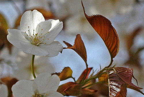 Prunus jamasakura