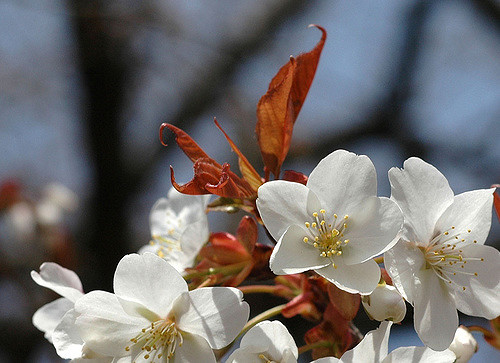 Prunus jamasakura